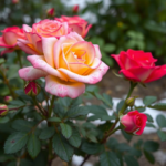 Questo puoi farlo: potare le rose in inverno per una fioritura più rigogliosa